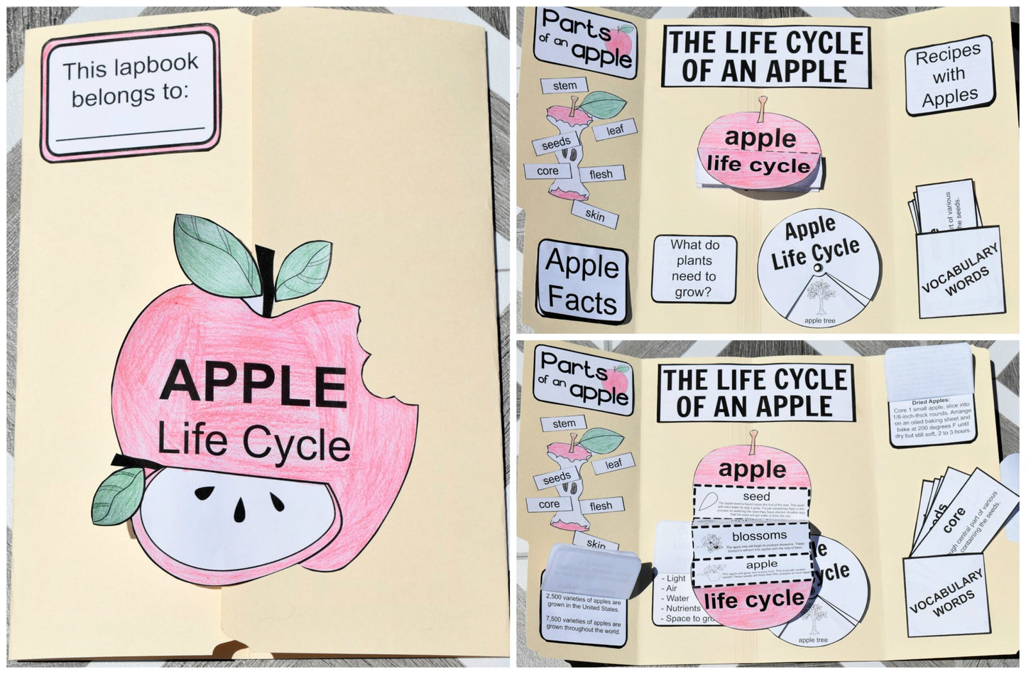 Life Cycle of an Apple Lapbook