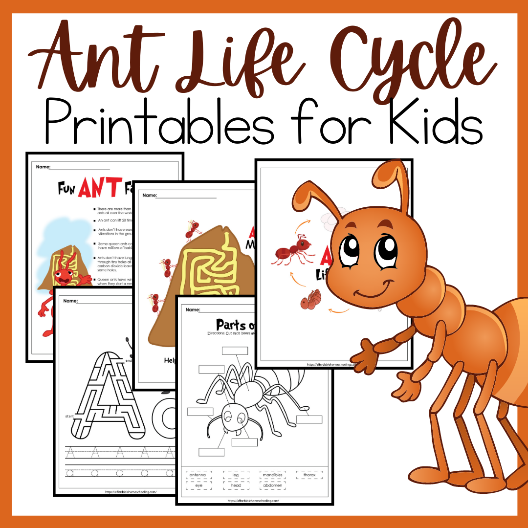 Ant Life Cycle Activities