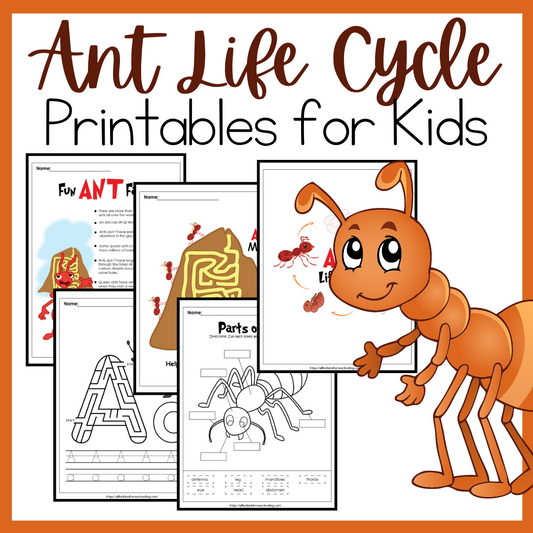 Ant Life Cycle Activities