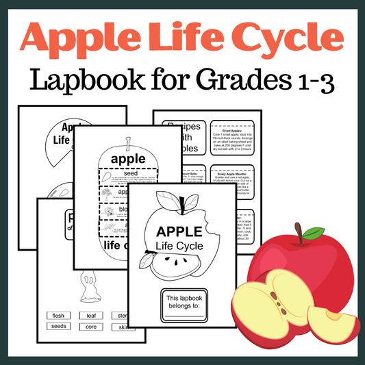 Life Cycle of an Apple Lapbook